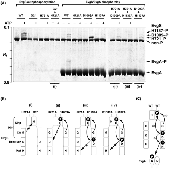 EvgSA cisttrans